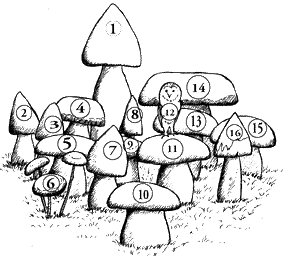 Line drawing to identify mushrooms