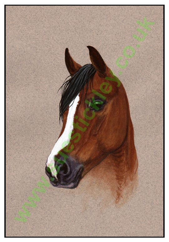 Head portrait of a Bay horse