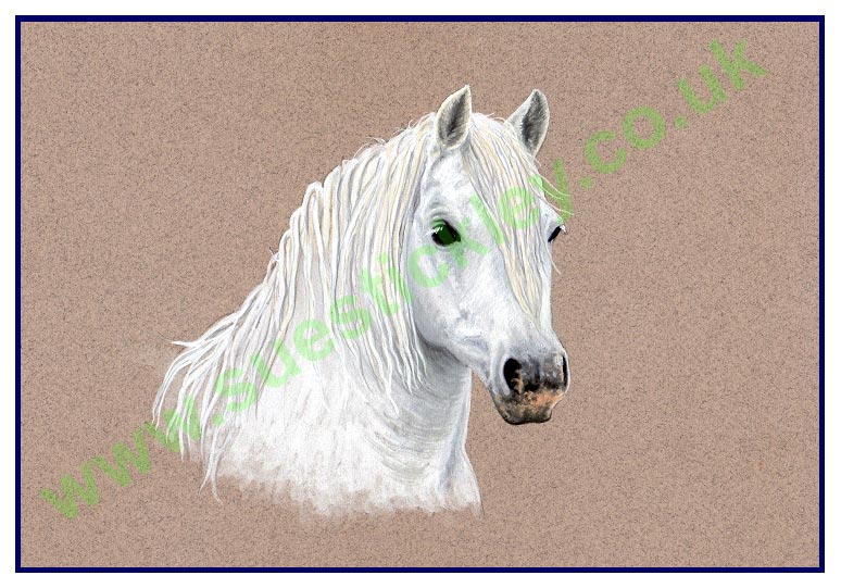 Horse head portrait of Birtley Mister Moon