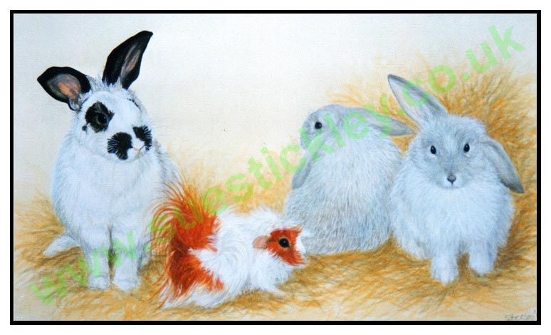 3 rabbits and a guinea pig