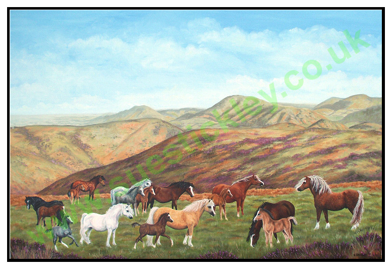 Wild ponies and foals grazing on a windswept hill. The spirit of Penual Mark