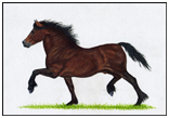Trotting Cob card design