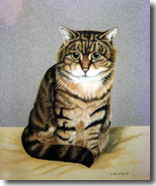 Cat Portraits