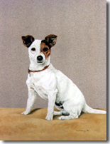 Dog Portraits
