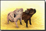 Pigs Learning To Beg card design