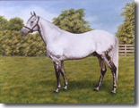 Horse Portraits